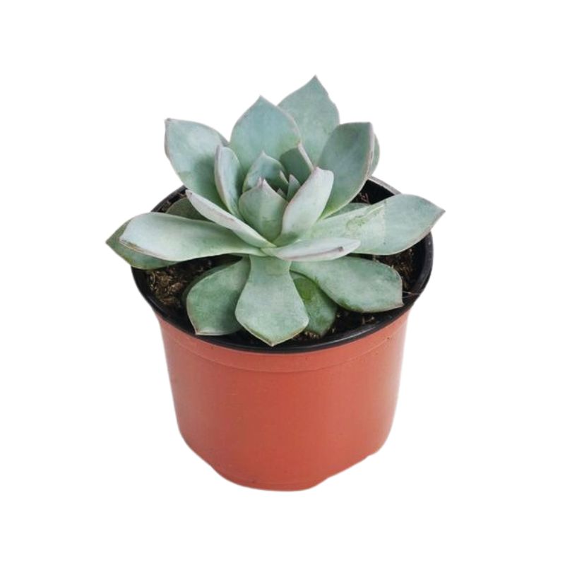 best place to buy succulent seeds Echeveria Peacockii Urban Orange Seed