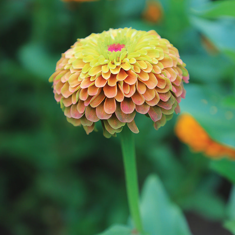 Zinnia Queeny Lime with Blotch Seed – Harris Seeds