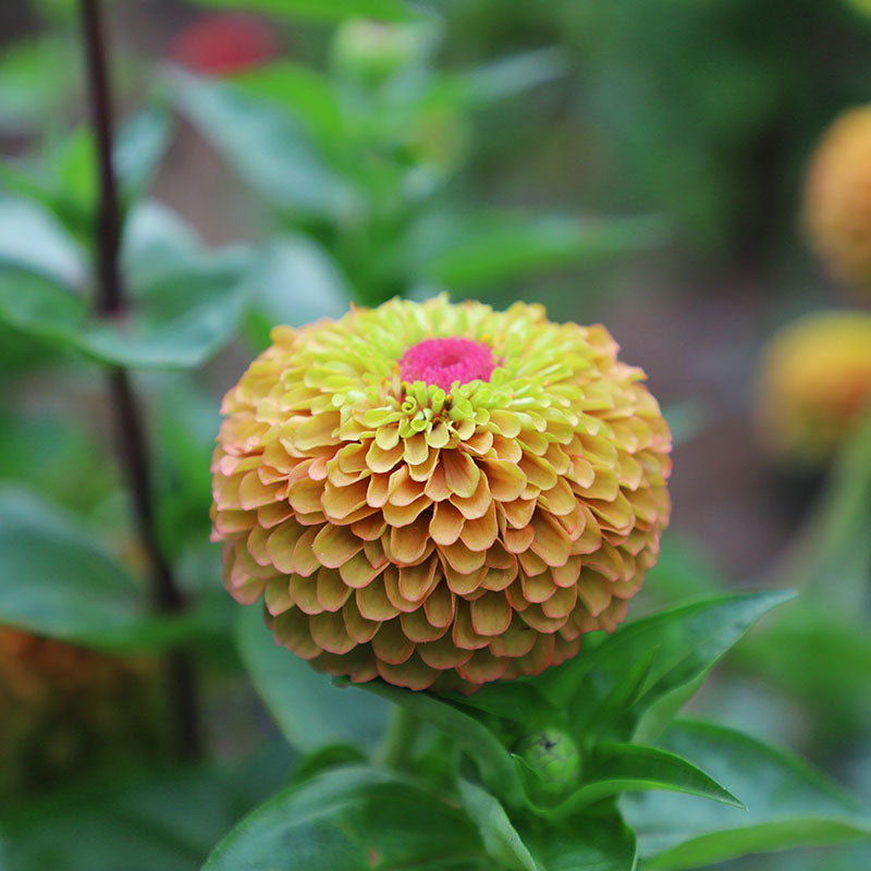 Zinnia Queeny Lime with Blotch Seed – Harris Seeds