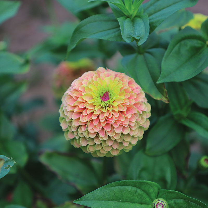 Zinnia Queeny Lime with Blotch Seed – Harris Seeds