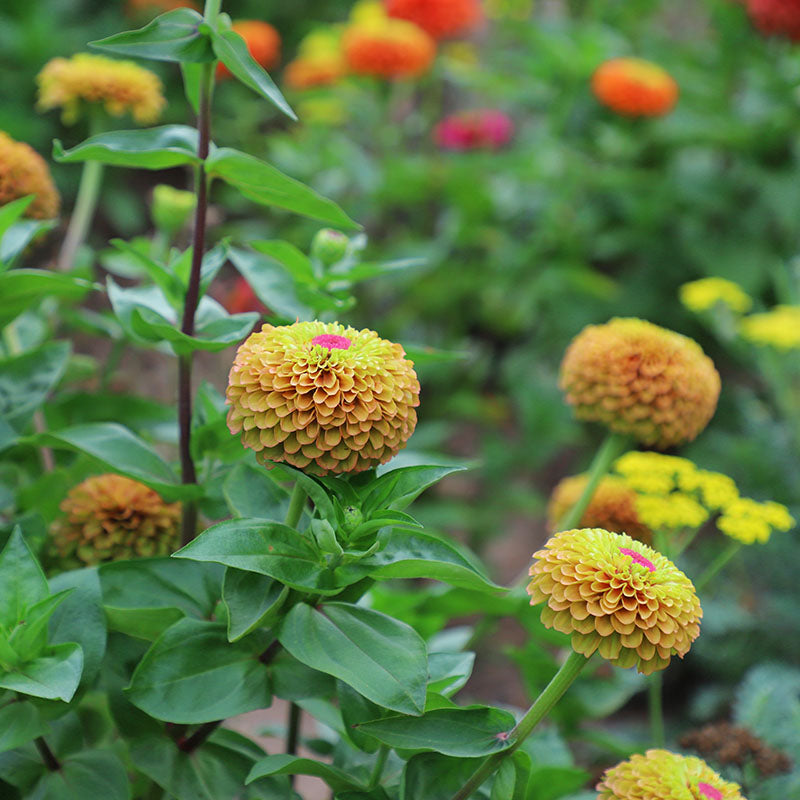 Zinnia Queeny Lime with Blotch Seed – Harris Seeds