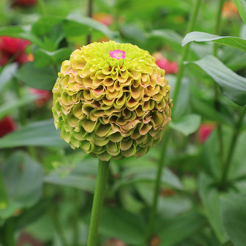 Zinnia Queeny Lime with Blotch Seed – Harris Seeds