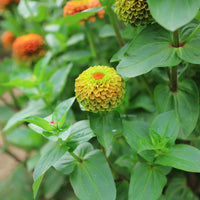 Zinnia Queeny Lime with Blotch Seed – Harris Seeds