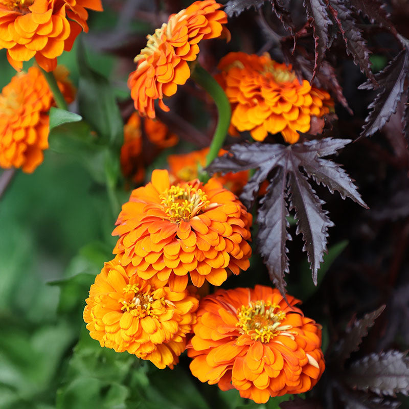 pure seed flower Zinnia Queeny Pure Orange Seed RAW / 250 Seeds / UNTREATED