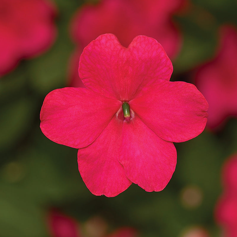 Impatiens Imara XDR Rosy Mix F1 Seed – Harris Seeds
