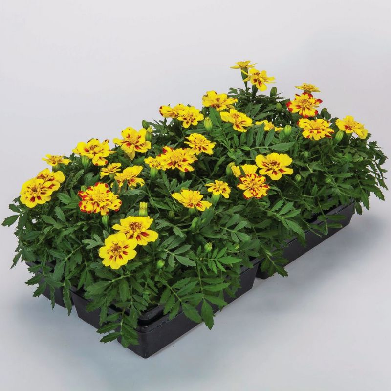 alumia vanilla cream marigold seeds Marigold Alumia Crme Brulee Seed
