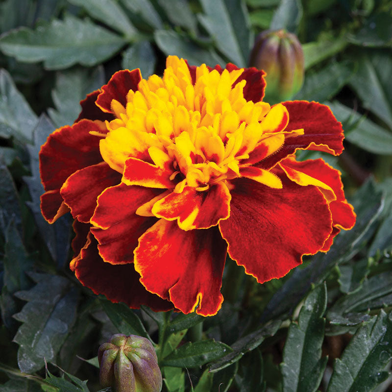 miniature marigold seeds Marigold Happy Mix Seed – Harris Seeds