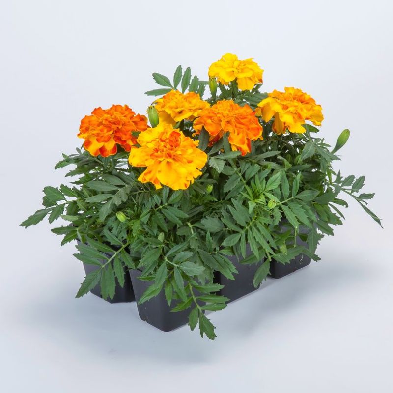 american seed marigold Marigold Endurance Sunset Gold F1 Seed