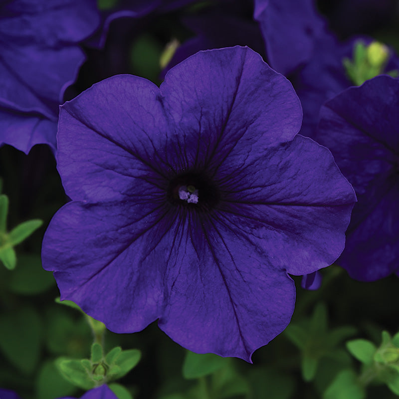 thumbnail image 2 of Petunia Celebrity Ice Mix Seeds – 50 Pelleted Seeds, Partial Shade, Spring Bloom 2 of 6