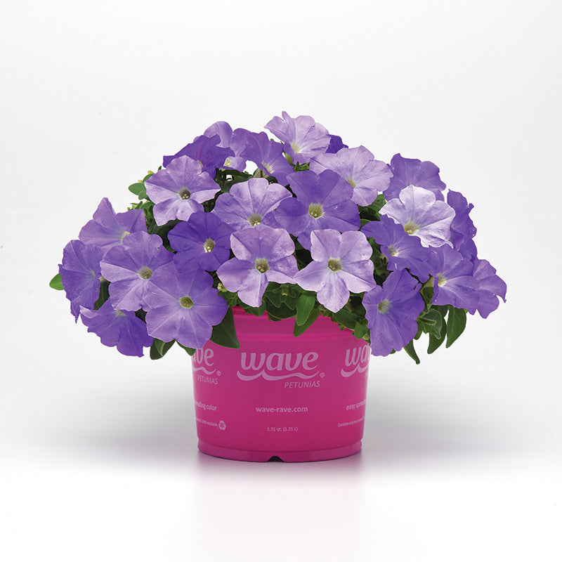 50 Pelleted Petunia Seeds - Ultra Blue Sky, 93% Germination Rate, Unbranded