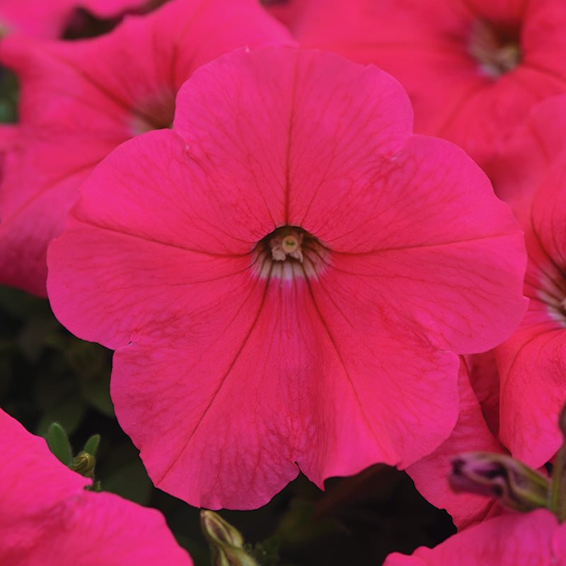 Petunia E3 Easy Wave Coral F1 Seed – Harris Seeds