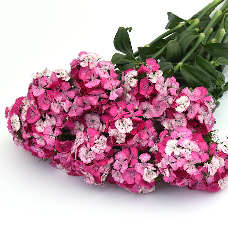 grand prix rose seeds Dianthus Sweet Rose Magic F1 Seed