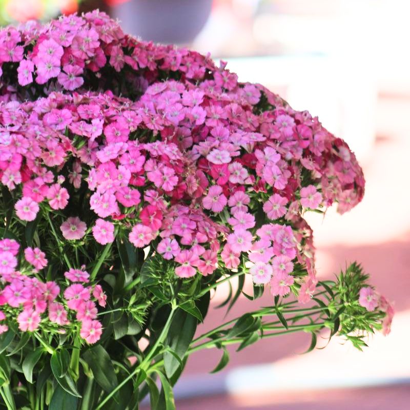 grand prix rose seeds Dianthus Sweet Rose Magic F1 Seed