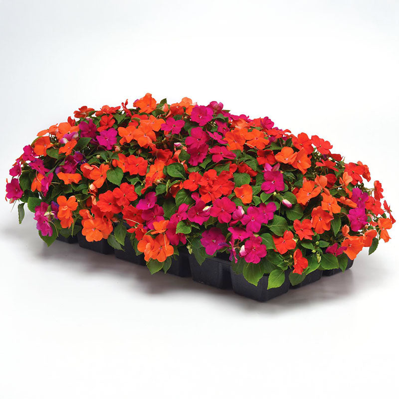 beacon herbicide Impatiens Beacon Mix Sanibel F1 Seed