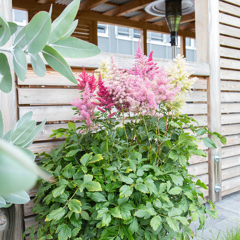 astilbe flower seeds Astilbe Rhapsody F1 Seed