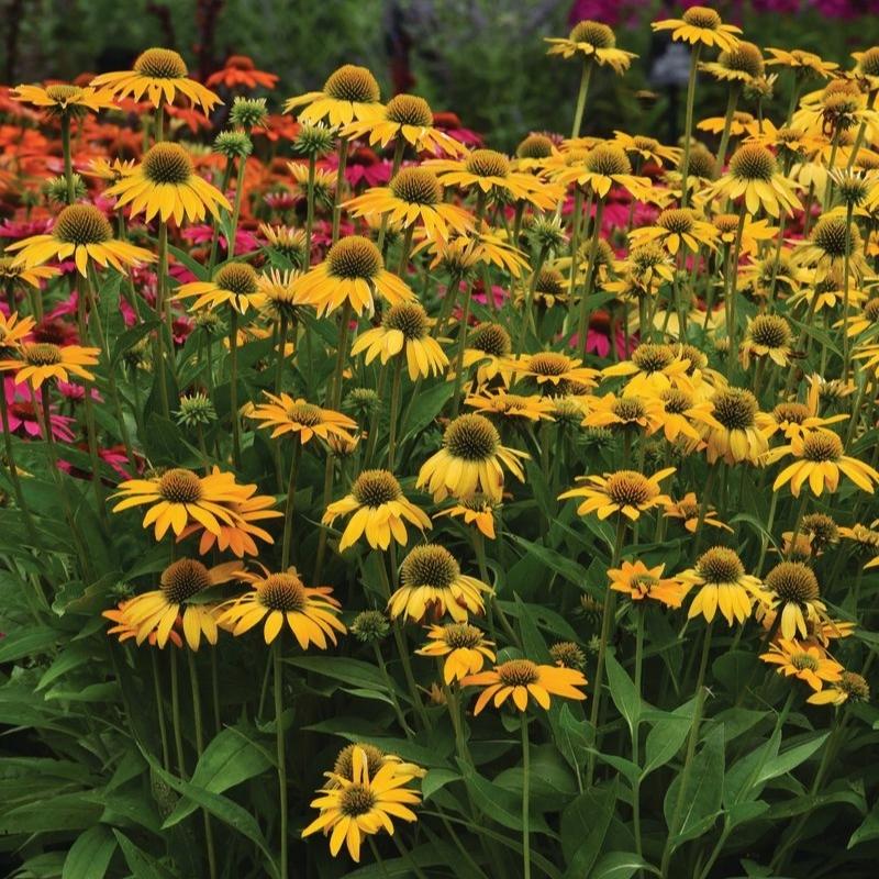 yellow echinacea seeds Echinacea Artisan Yellow Ombre F1 Seed RAW / 25 seeds / UNTREATED