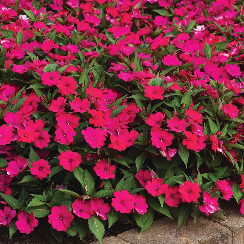 magenta plant seed Impatiens Solarscape Magenta Bliss F1 Seed RAW / 25 seeds / UNTREATED