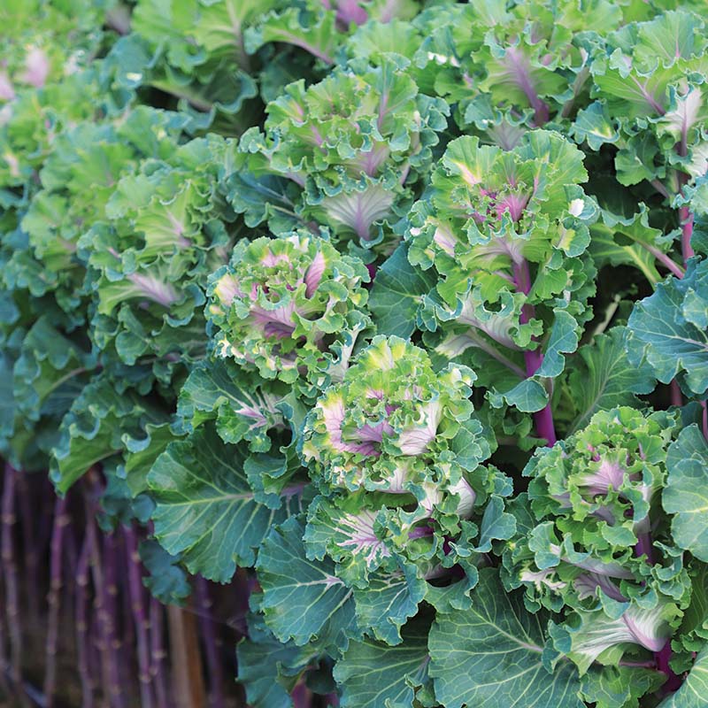 Ornamental Kale Crane Ruffle Rose F1 Seed – Harris Seeds