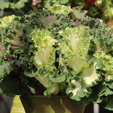 Ornamental Kale Crane Ruffle White F1 Seed