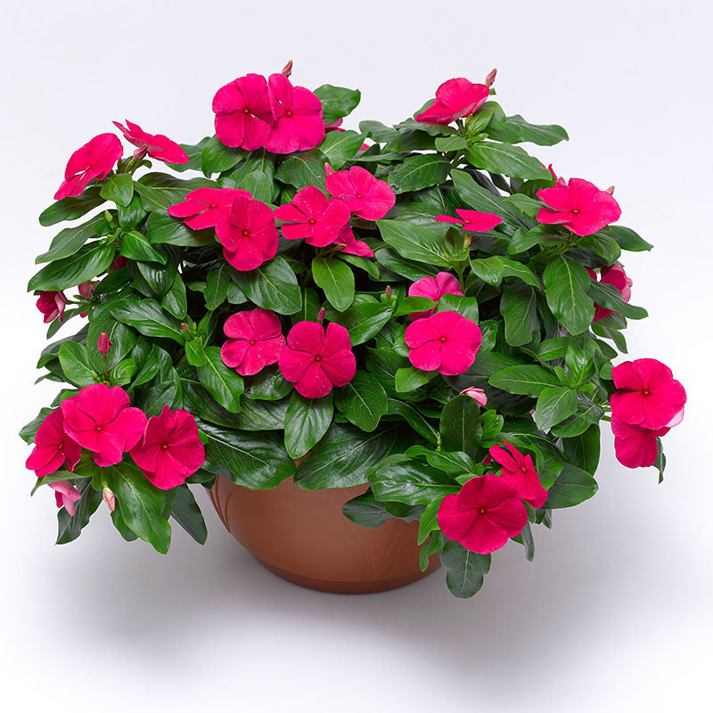 Vinca Cora Cascade XDR Punch F1 Seed – Harris Seeds