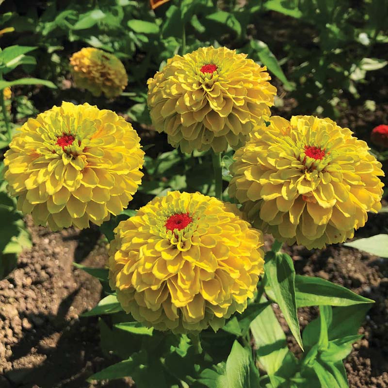 レモン Zinnia 'Queeny Lemon Peach' seeds