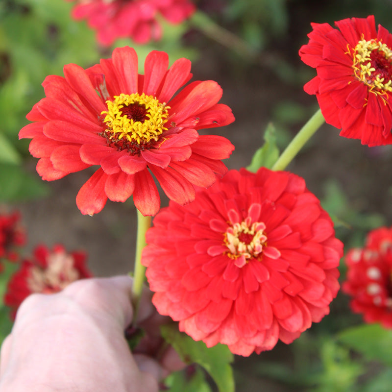 Zinnia Will Rogers Seed Harris Seeds