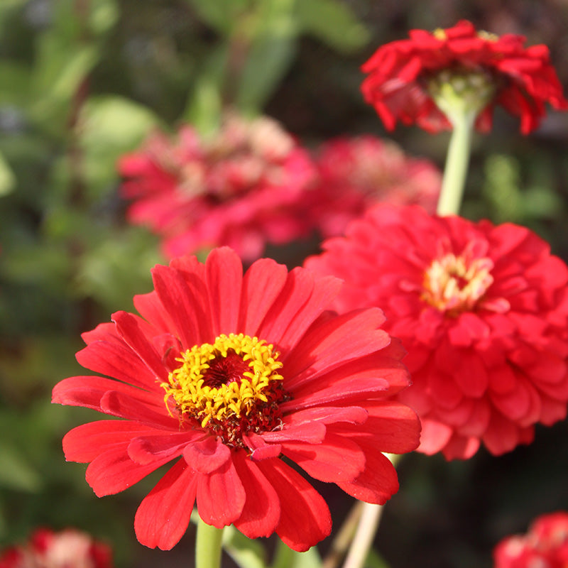 Zinnia Will Rogers Seed Harris Seeds