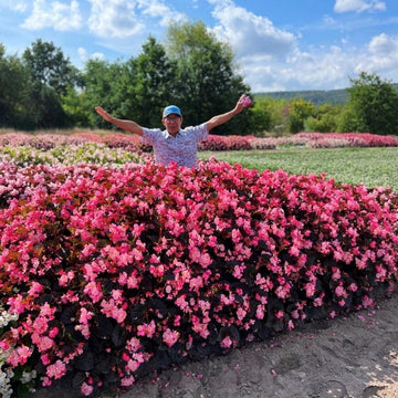Begonia Stonehedge Rose Bronze Leaf F1 Seed