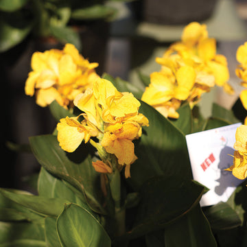 Canna South Pacific Yellow F1 Seed