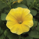 Petchoa Caliburst Yellow Seed