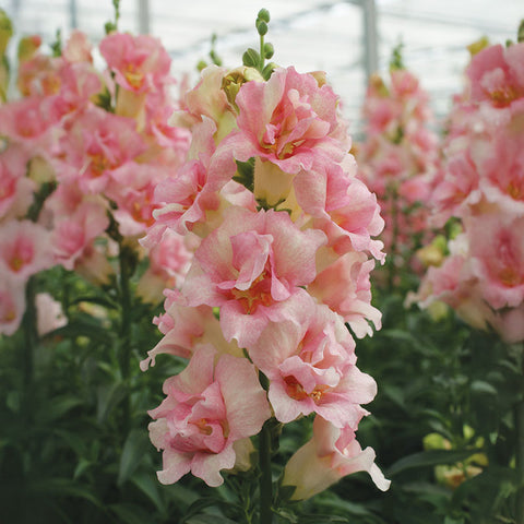 apple blossom geranium seeds Snapdragon Doubleshot Appleblossom F1 Seed RAW / 500 seeds / UNTREATED