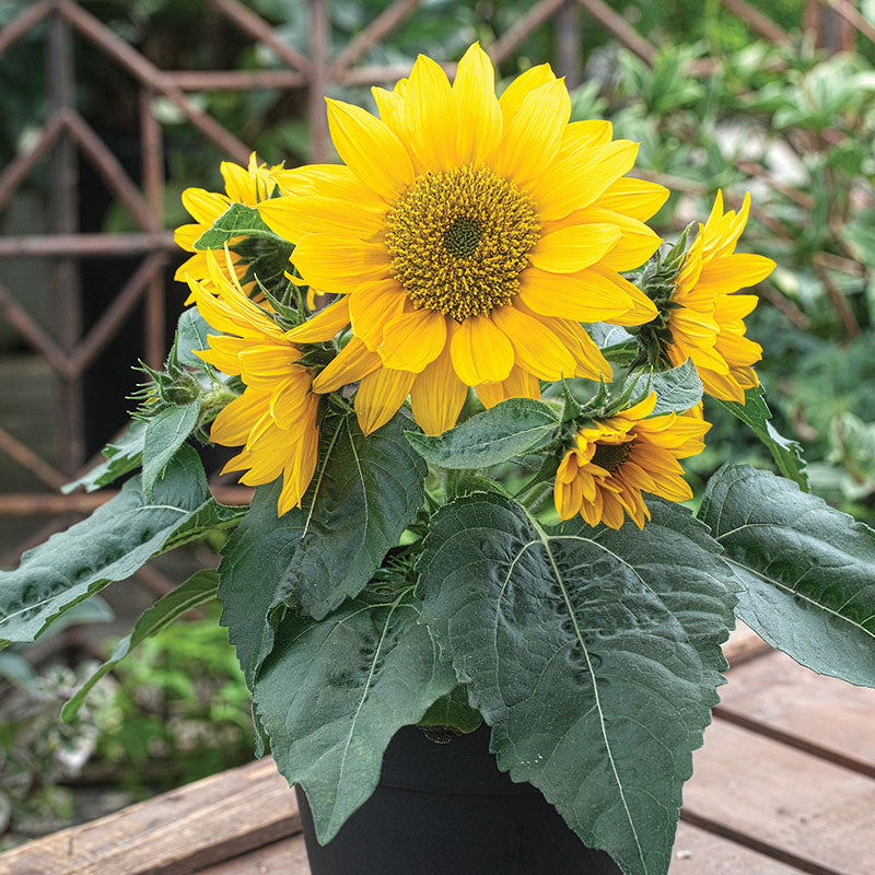 Sunflower Smiley Gold F1 Seed