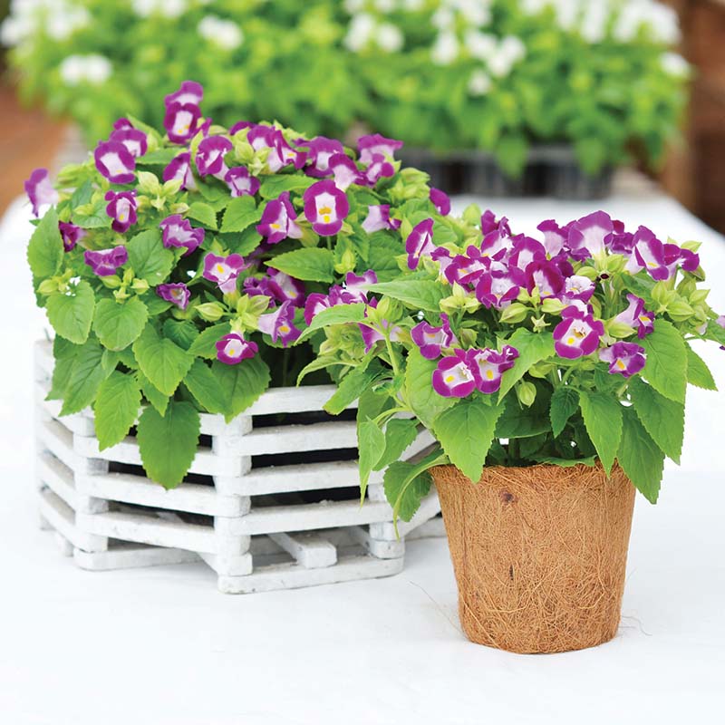 magenta plant seed Torenia Vertigo Magenta F1 Seed