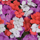 Impatiens Beacon Pearl Island Mix Seed