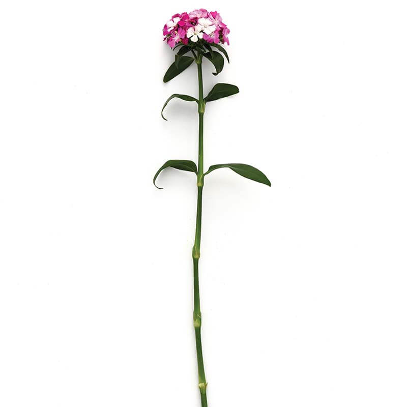 magic seed plant Dianthus Amazon Lavender Magic Seed RAW / 100 seeds / UNTREATED