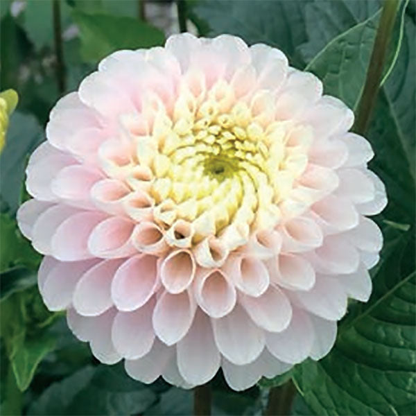 Dahlia White Wizard Tubers