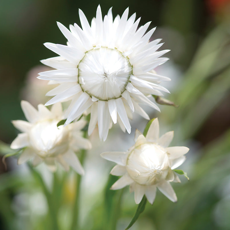 white seed plant Strawflower King Silvery White Seed RAW / 50 seeds / UNTREATED