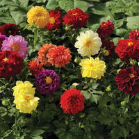 Dahlia Fresco Mix