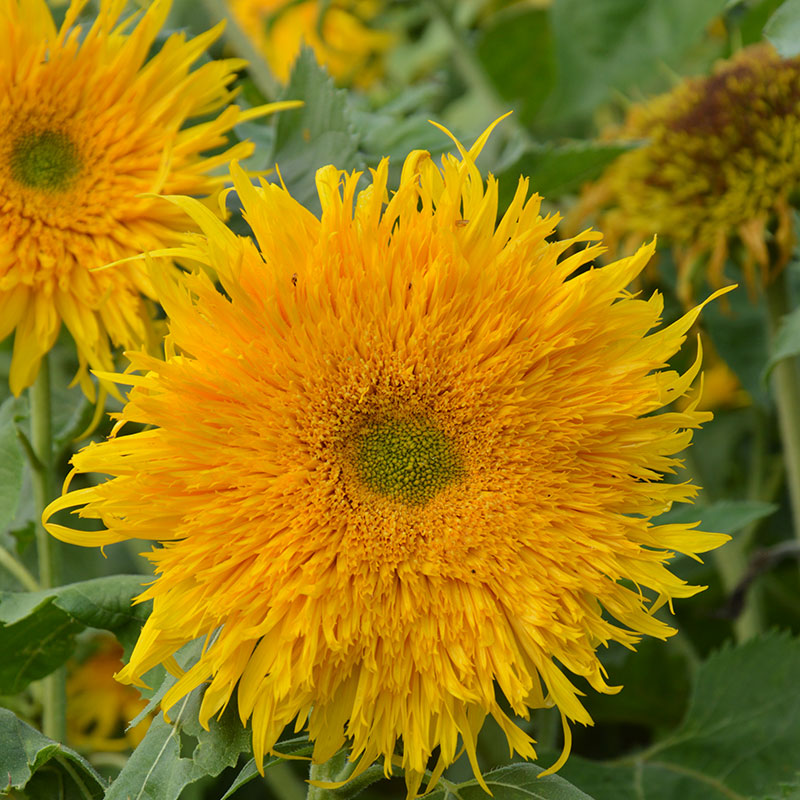 Sunflower Astra Gold Seed