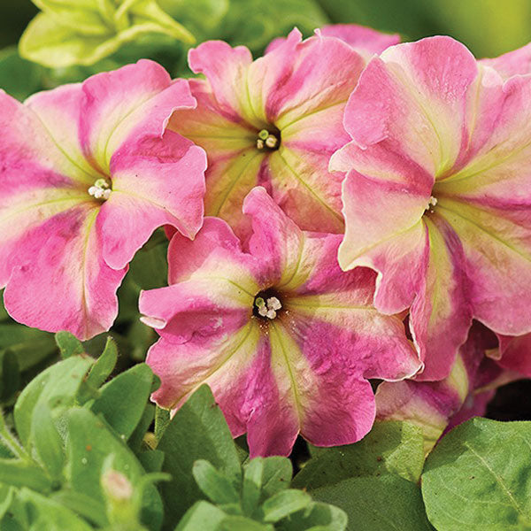Home Garden Catalog Harris Seeds