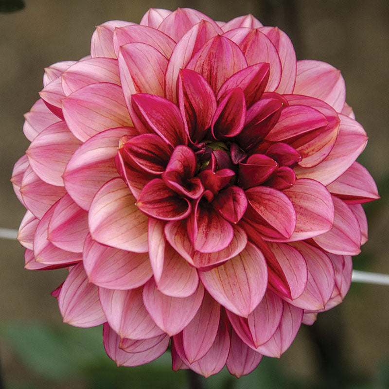 Dahlia Seniors Hope Tubers
