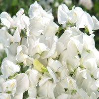 Sweet Pea Spencer Royal Wedding Seed