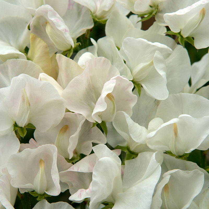 Sweet Pea Spencer Royal Wedding Seed