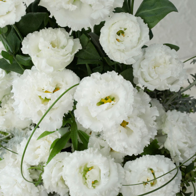 Lisianthus Voyage 2 Pure White F1 Seed