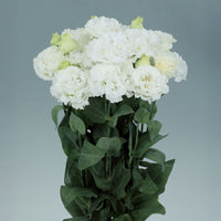 Lisianthus Voyage 2 Pure White F1 Seed