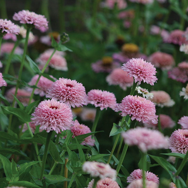 Zinnia Zinderella Lilac Seed