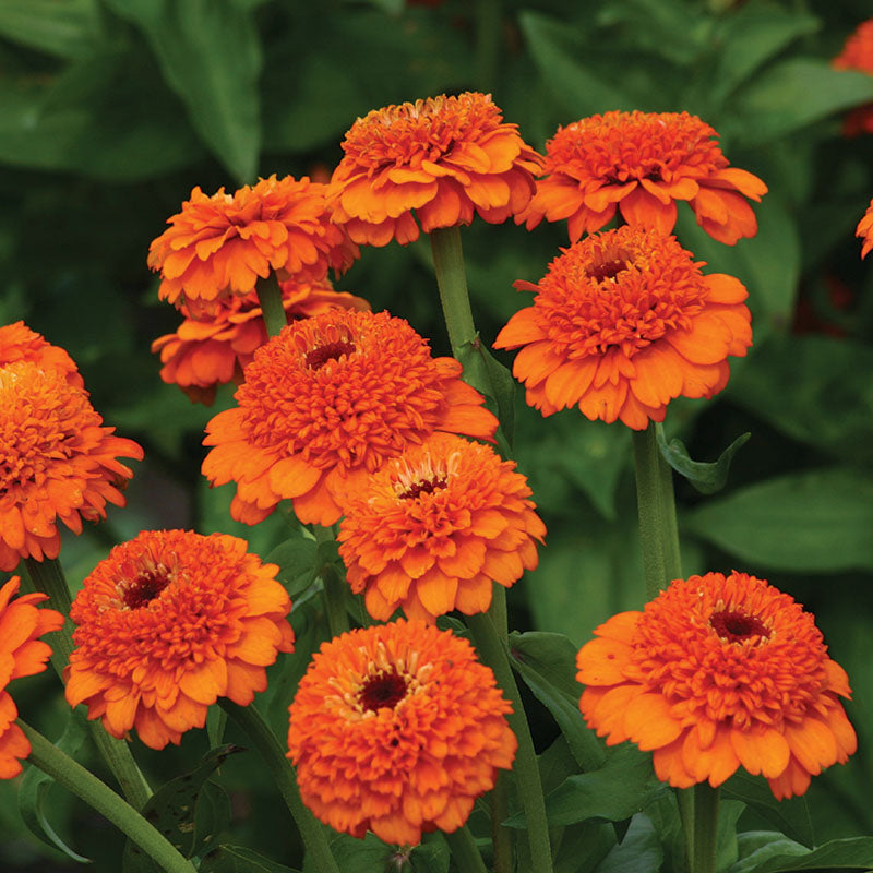Zinnia Zinderella Orange Seed