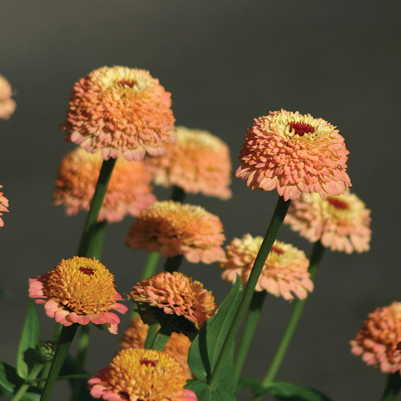 Zinnia Zinderella Peach Seed