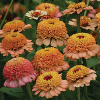 Zinnia Zinderella Peach Seed