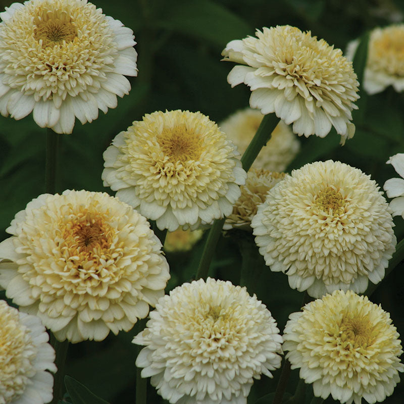 Zinnia Zinderella White Seed